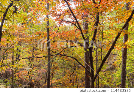Sunny view of the beautiful fall color of Hobbs State Park-Conservation Area Sunny view of the beautiful fall color of Hobbs State Park-Conservation Area 114483585