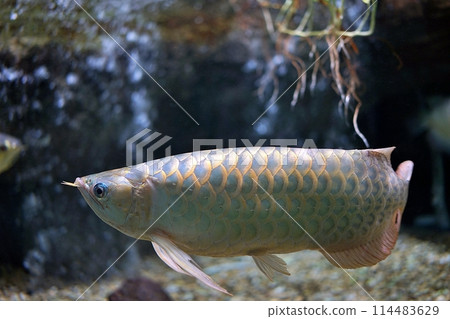 asian arowana 114483629
