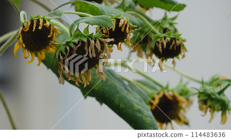 The beauty and sadness of withered sunflowers The beauty and sadness of withered sunflowers 114483636