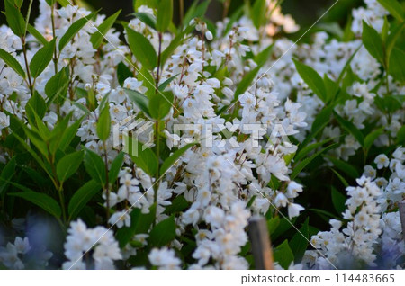 White flowers Deutzias (Utsugi, Utsugi) 114483665