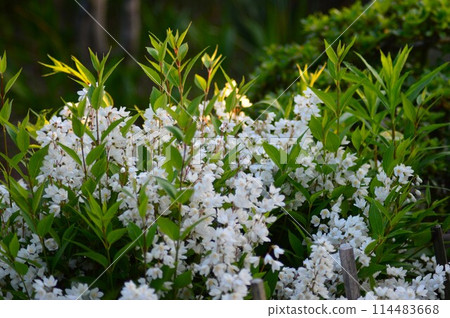 Deutzias (Utsugi, Utsuki) Deutzias (Utsugi, Utsuki) 114483668