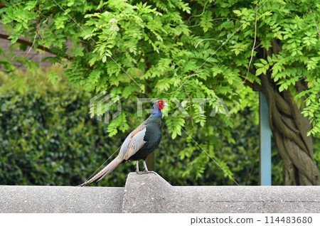 Sideways Pheasant Sideways Pheasant 114483680