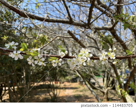 Plum blossoms Plum blossoms 114483705