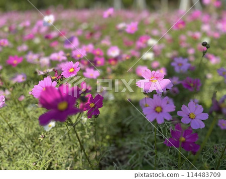 大波斯菊 大波斯菊 114483709
