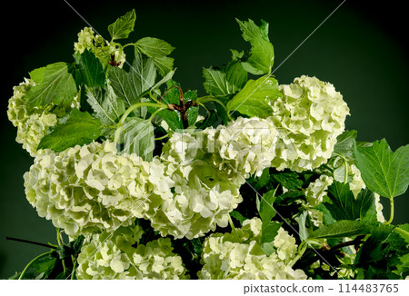 Blooming white viburnum on a green background 114483765
