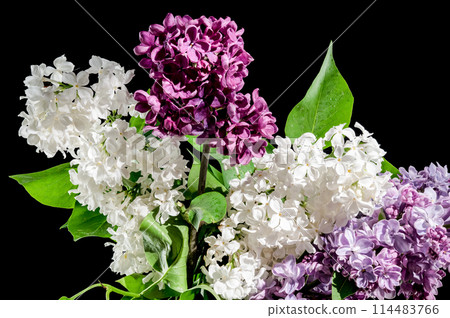 Bouquet of colorful lilacs on a black background Bouquet of colorful lilacs on a black background 114483766