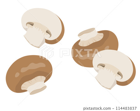 Mushroom vector illustration 114483837