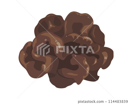 木耳真菌的向量圖解 114483839