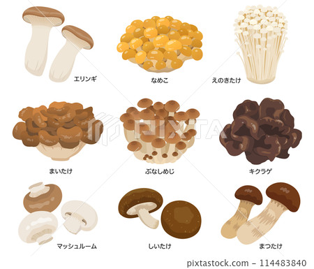 Edible mushrooms vector illustration set 114483840