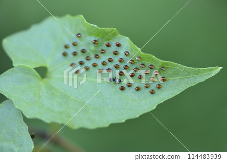 寄生蜂在瘤緣椿象蟲卵上爬行 114483939