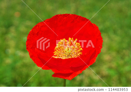 紅罌粟花(春季、五月) 紅罌粟花(春季、五月) 114483953