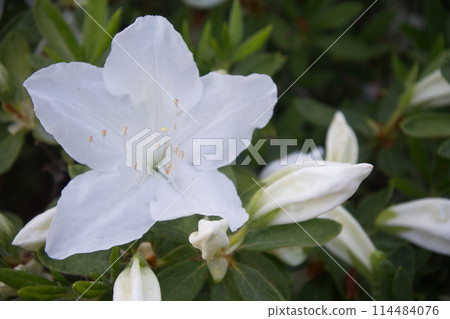 春天花園裡盛開的白色杜鵑花 114484076