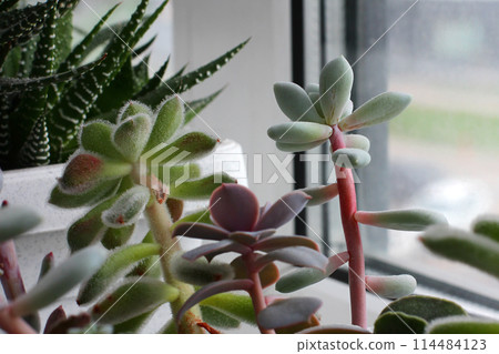 improper care of succulents. elongated plants due to lack of light and water 114484123