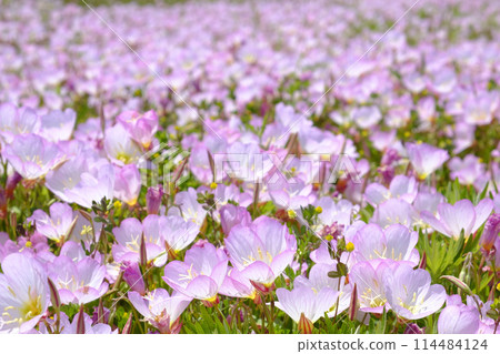 一叢日間盛開的夜來香，在初夏時節在海灘附近盛開。 114484124