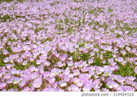 A cluster of day-blooming evening primroses blooming near the beach in early summer: Hiruzakitsukimisou A cluster of day-blooming evening primroses blooming near the beach in early summer: Hiruzakitsukimisou 114484128