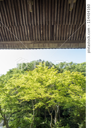 鎌倉 245 妙本寺 6 新綠 鎌倉 245 妙本寺 6 新綠 114484160