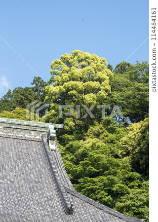 鎌倉 245 妙本寺 7 新綠 鎌倉 245 妙本寺 7 新綠 114484161