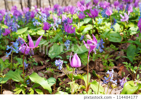 Dogtooth violet "wildflower" Dogtooth violet "wildflower" 114484177