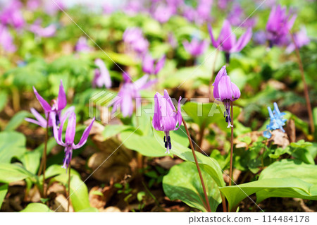 Dogtooth violet "wildflower" Dogtooth violet "wildflower" 114484178