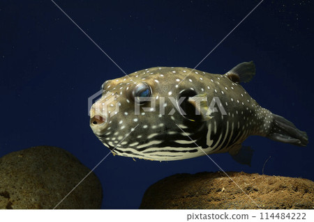 Pufferfish white-spotted puffer fish saltwater fish swimming fish White-spotted puffer puffer 114484222