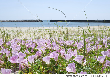 Beach bindweed flowers blooming on the beach in early summer 114484251