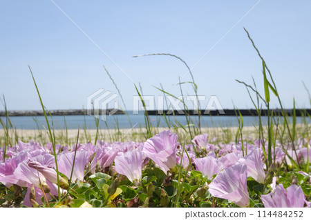 Beach bindweed flowers blooming on the beach in early summer 114484252