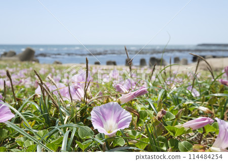 Beach bindweed flowers blooming on the beach in early summer 114484254