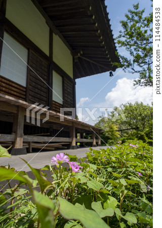 鎌倉245 三則寺 3 酢漿草 114484538