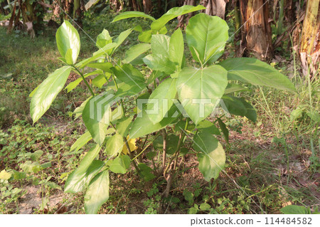 Ficus hispida on tree in jungle Ficus hispida on tree in jungle 114484582