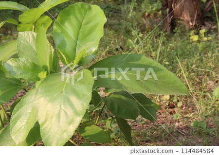 Ficus hispida on tree in jungle 114484584