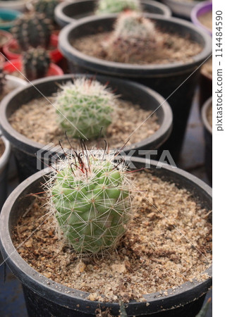 Echinopsis mamillosa plant on pot 114484590