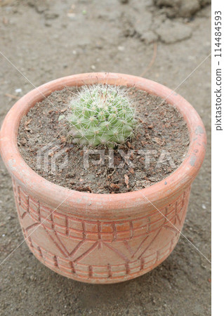 Echinopsis mamillosa plant on pot 114484593