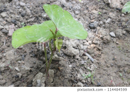 Dioscorea bulbifera plant on farm 114484599