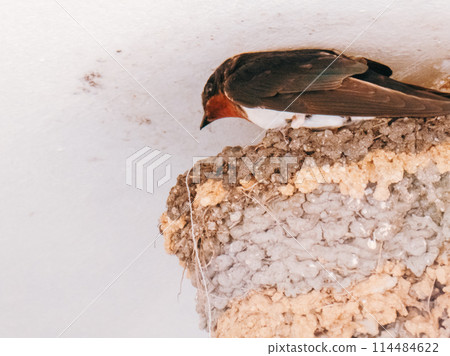 Swallows Raising Their Babies 114484622
