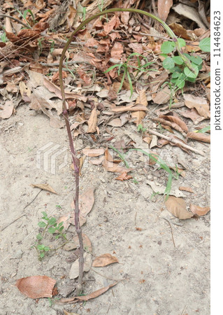 Dioscorea bulbifera plant on farm 114484623