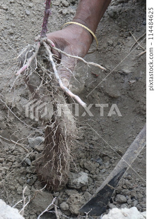 Dioscorea bulbifera yam root on farm Dioscorea bulbifera yam root on farm 114484625