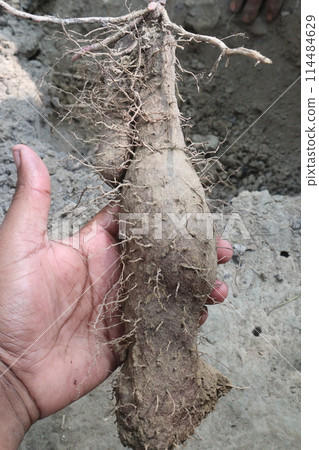 Dioscorea bulbifera yam root on farm 114484629