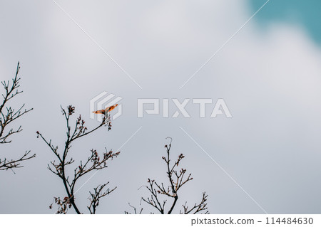 Spring butterflies flying in the blue sky 114484630