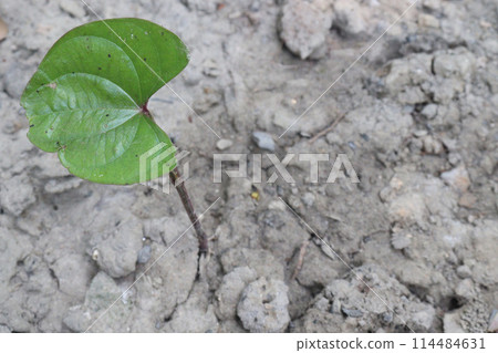 Dioscorea bulbifera plant on farm Dioscorea bulbifera plant on farm 114484631