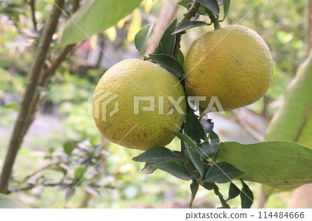 Citrus fruits on tree in farm Citrus fruits on tree in farm 114484666