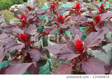 Celosia Argentea flower plant on farm 114484678