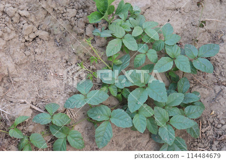 luffa gourd plant on farm for sell 114484679