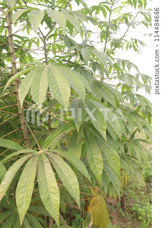 cassava plant on farm for harvest 114484686