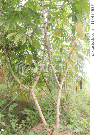 cassava plant on farm for harvest cassava plant on farm for harvest 114484687