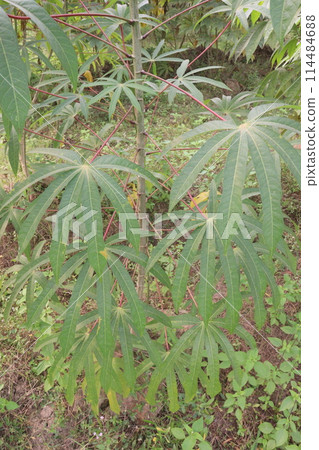 cassava plant on farm for harvest cassava plant on farm for harvest 114484688
