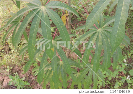 cassava plant on farm for harvest cassava plant on farm for harvest 114484689