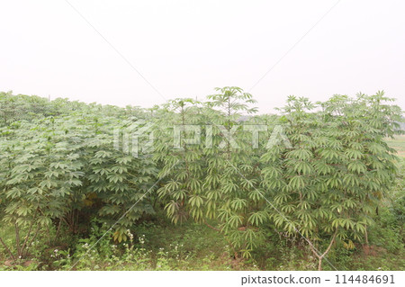 cassava plant on farm for harvest cassava plant on farm for harvest 114484691