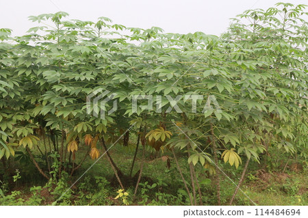 cassava plant on farm for harvest cassava plant on farm for harvest 114484694