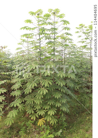 cassava plant on farm for harvest cassava plant on farm for harvest 114484695