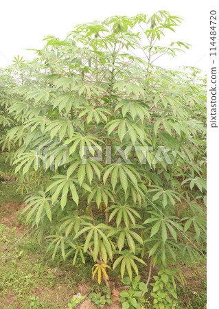 cassava plant on farm for harvest 114484720